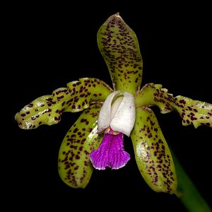 Cattleya tigrina
