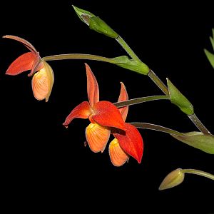 Phragmipedium besseae var. dalessandroi