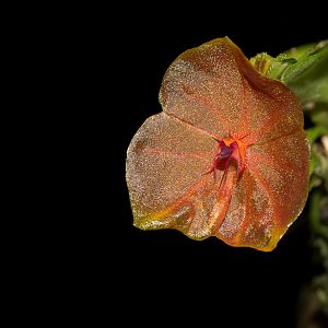 Lepanthes telipogoniflora