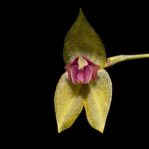 Lepanthes tamaensis