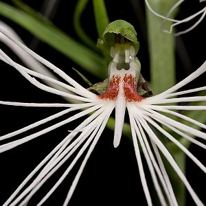 Habenaria medusa