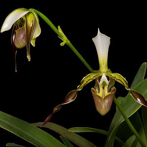 Paphiopedilum dianthum