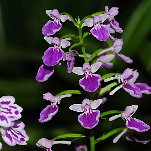 Ponerorchis graminifolia