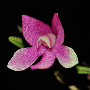 Dendrobium cuthbertsonii