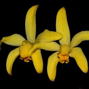 Cattleya bradei
