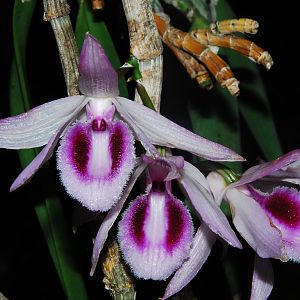 Dendrobium annosmum