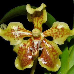 Vanda furva