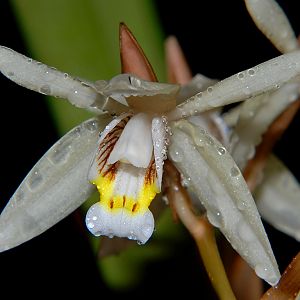 Coelogyne rigida