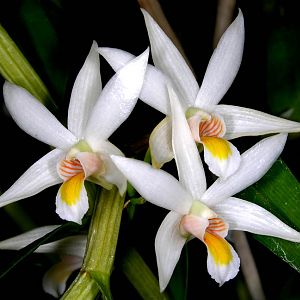 Dendrobium sutepense