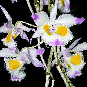 Dendrobium devonianum