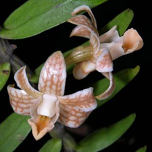 Dendrobium nemorale