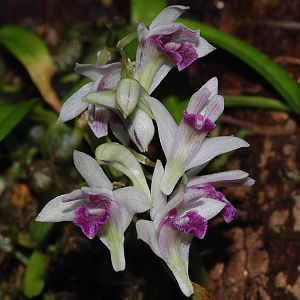 Dendrobium microbulbon