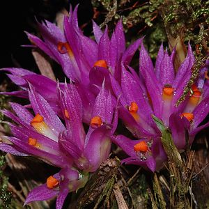 Dendrobium petiolatum