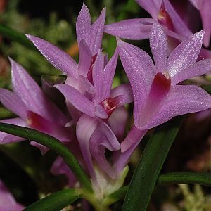 Dendrobium seranicum