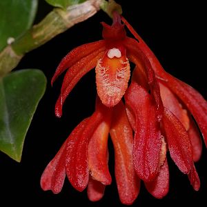 Dendrobium trichostomum