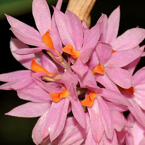 Dendrobium bracteosum