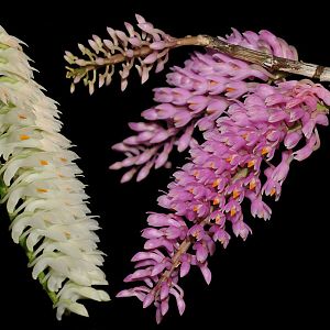 Dendrobium secundum