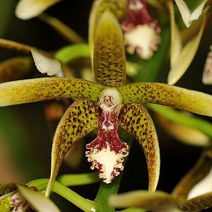 Dendrobium munificum