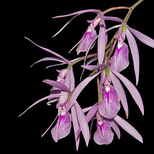 Encyclia adenocaula