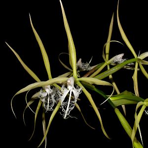 Epidendrum ciliare