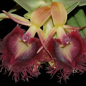 Epidendrum medusae