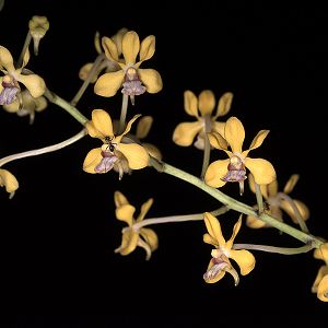 Vanda testacea