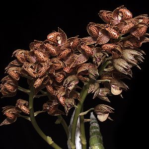 Mormodes spec.