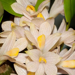 Dendrobium laevifolium