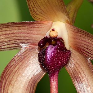 Bulbophyllum echinolabium