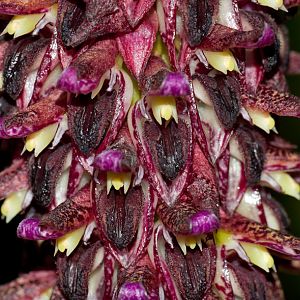 Bulbophyllum hamelinii