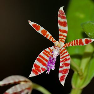 Trichoglottis smithii