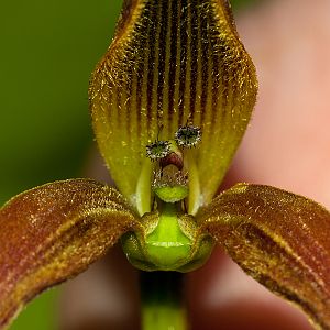 Bulbophyllum unitubum