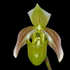 Paphiopedilum papuanum