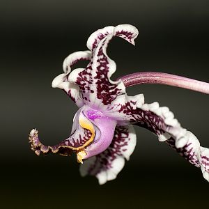 Schomburgkia lyonsii