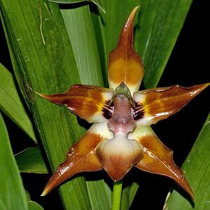 Huntleia burtii