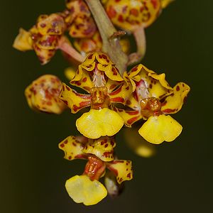 Oncidium nanum