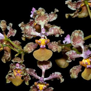 Oncidium cavendishianum