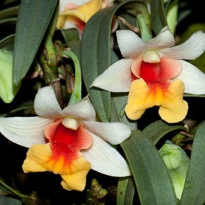 Dendrobium bellatulum