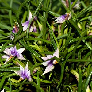Dendrobium cyanocentrum