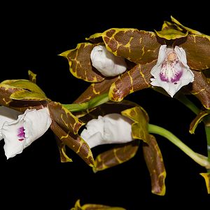 Miltonia candida
