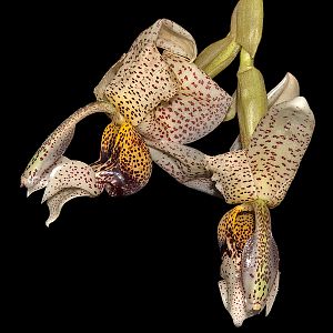 Stanhopea napoensis