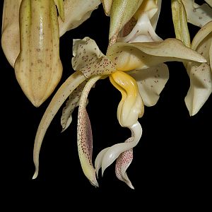 Stanhopea panamensis