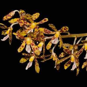 Dipodium scandens