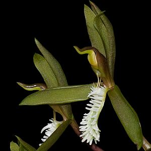 Catasetum cristatum