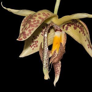 Embreea herrenhusana