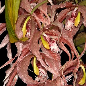 Paphinia seegeri