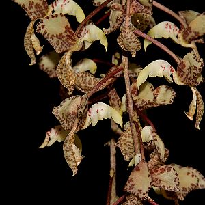 Gongora scaphephorus