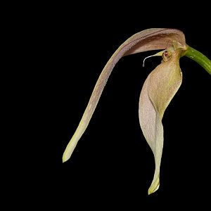 Bulbophyllum antenniferum