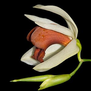 Coelogyne usitana