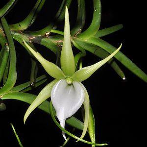 Angraecum dollii
